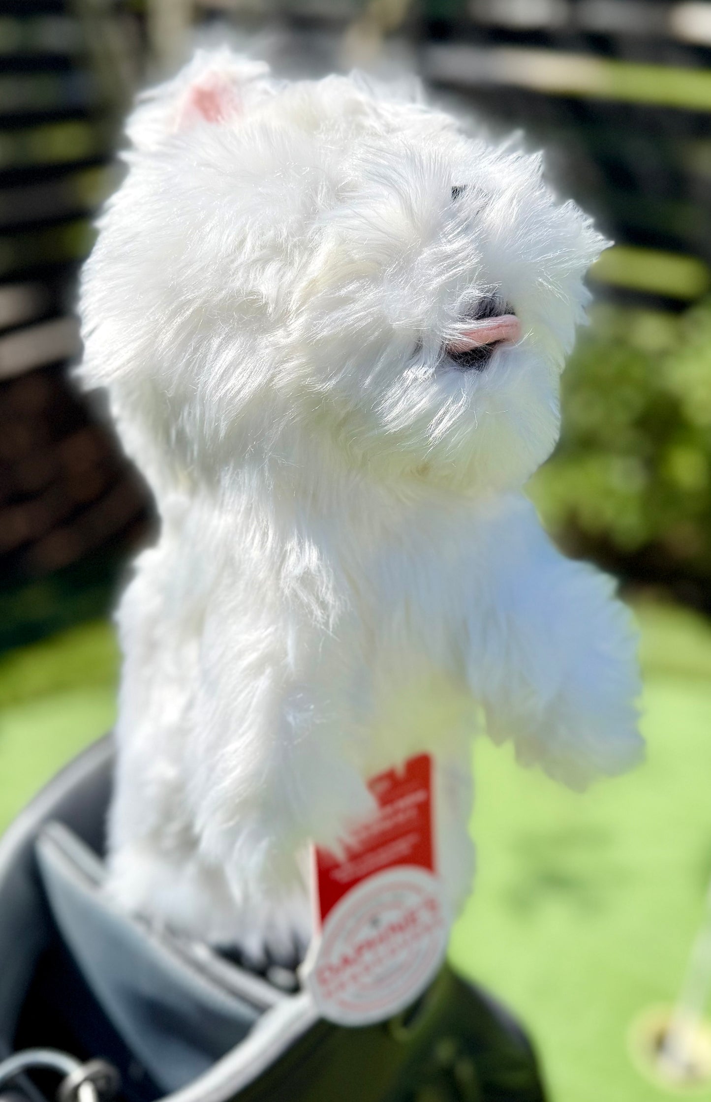 Terrier Headcover